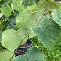 Cercis canadensis  15L  RedBud     1mH