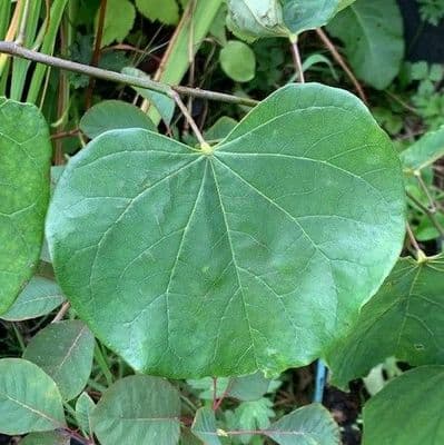 Cercis canadensis  15L  RedBud     1mH