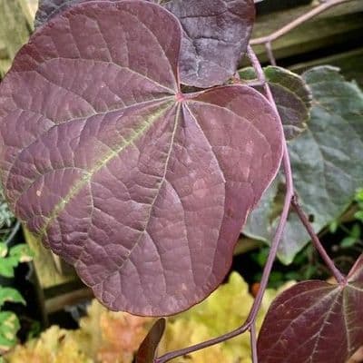 Cercis canadensis 'Forest Pansy' Judas Tree AGM 10L  100-120cm