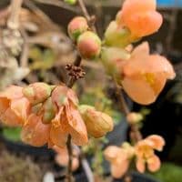 Chaenomeles 'Cameo'  3L