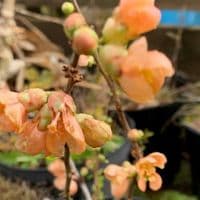 Chaenomeles 'Cameo'  3L