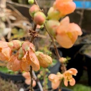 Chaenomeles 'Cameo'  3L