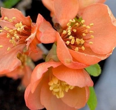 Chaenomeles 'Grayshot Salmon'  2L