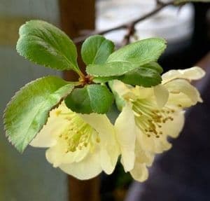 Chaenomeles 'Lemon & Lime'  3L