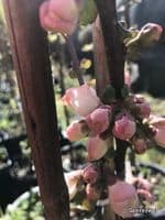 Chaenomeles 'Moerloosii' (Appleblossom)  3L 30-45cmH