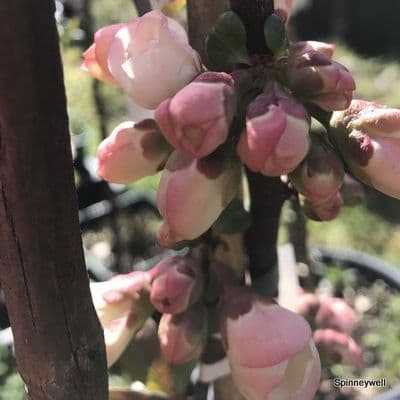 Chaenomeles 'Moerloosii' (Appleblossom)  3L 30-45cmH