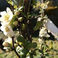 Chaenomeles 'Nivalis'  15L  80-100cmH COLLECTION ONLY