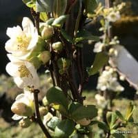 Chaenomeles 'Nivalis'  2/3L