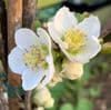 Chaenomeles 'Nivalis'  2/3L
