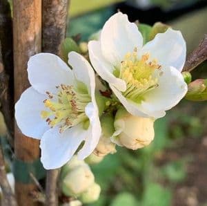 Chaenomeles 'Nivalis'  2/3L