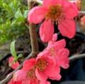 Chaenomeles 'Pink Lady'  2/3L