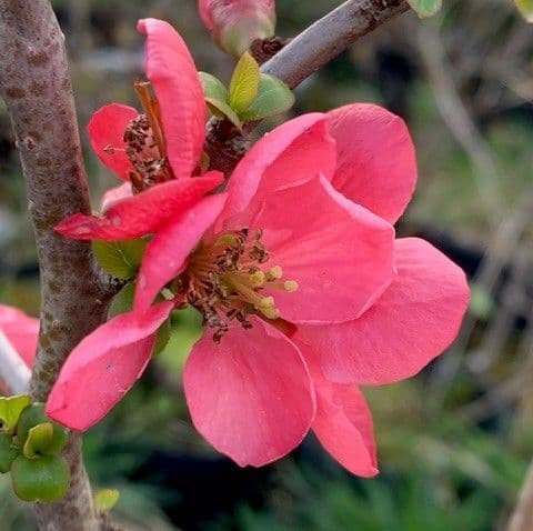 Chaenomeles 'Pink Lady'  2/3L