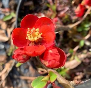 Chaenomeles speciosa 'Hot Fire'  2L 45-60cmH NEW STOCK