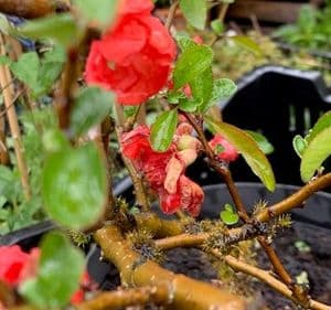 Chaenomeles x superba  20L  3ft SOLD OUT