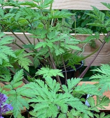 Chaerophyllum hirsutum Roseum  3L