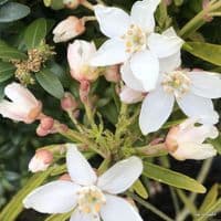 Choisya 'Astec Pearl'  12L