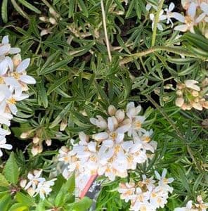 Choisya 'Astec Pearl'  12L