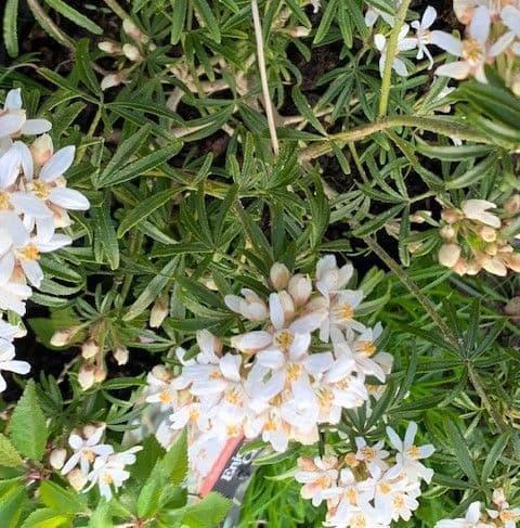 Choisya 'Astec Pearl'  12L