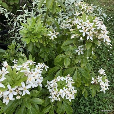 Choisya ternata  10L (26cmpot)
