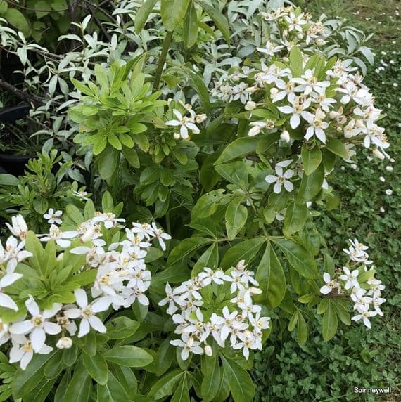 Choisya ternata  10L (26cmpot)