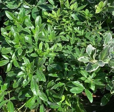 Choisya ternata 5L