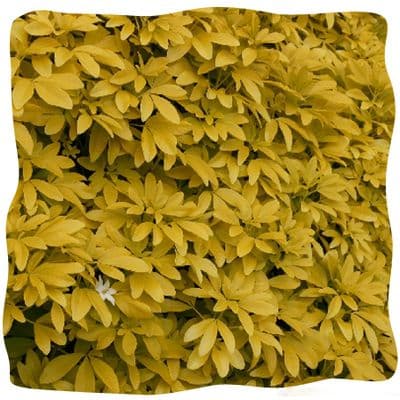 Choisya ternata 'Sundance'  5L