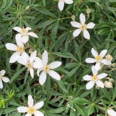 Choisya 'White Dazzler'  5L