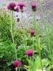 Cirsium rivulare Atropurpureum  3L