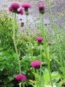 Cirsium rivulare Atropurpureum  5L SOLD OUT