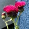 Cirsium rivulare 'Atropurpureum'  9cm