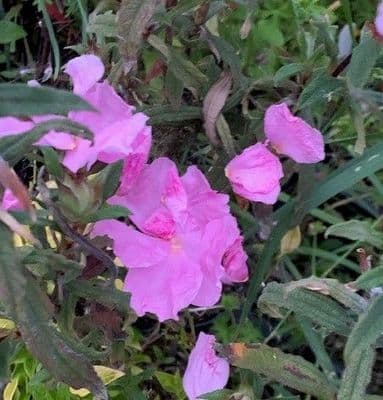 Cistus 'Anne Palmer'  5L