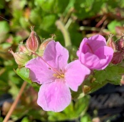 Cistus creticus  5L