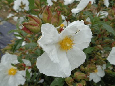 Cistus 'Elma'  (xcyprius var. elliptica)  coming soon
