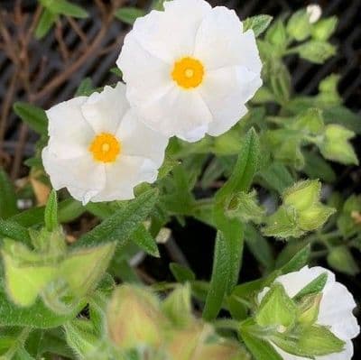Cistus 'Jenkyn Place'  5L