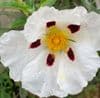 Cistus ladanifer  12L   80-100cms