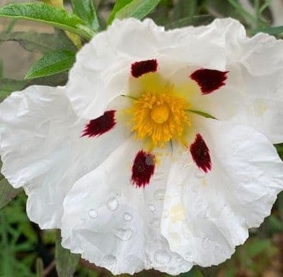 Cistus ladanifer  12L   80-100cms