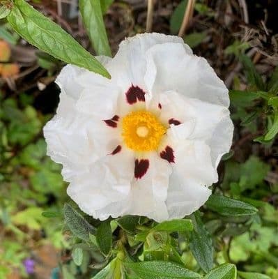 Cistus ladanifer 'Pat'  5L