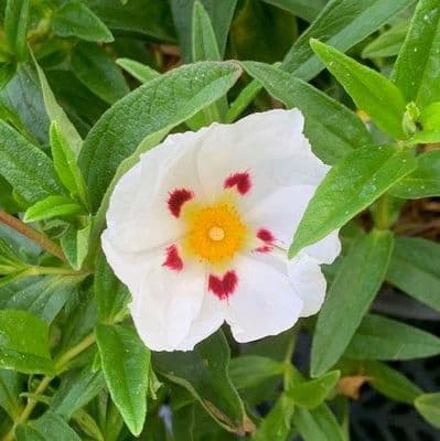 Cistus lusitanica Decumbens  10L