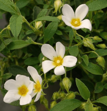 Cistus 'Natascha' (xpauranthus)  coming soon