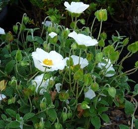 Cistus salvifolius Prostratus  3L  TEMP. SOLD OUT