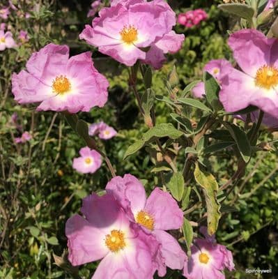 Cistus 'Silver Pink'  2L  SOLD OUT