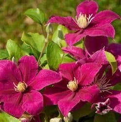 Clematis 'Acropolis' Boulevard series 2LD