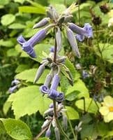 Clematis bonstedtii 'Crepuscule'  4L (herbaceous)
