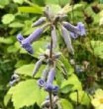 Clematis bonstedtii 'Crepuscule'  4L (herbaceous)