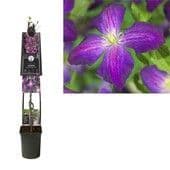 Clematis 'Jackmanii Purpurea'  2L