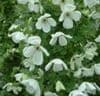 Clematis 'Maria Cornelia'  PBR  2L