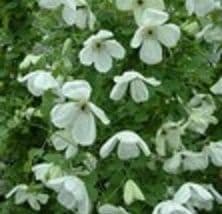 Clematis 'Maria Cornelia'  PBR  2L