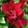 Clematis 'Nubia'  Boulevard series 2LD