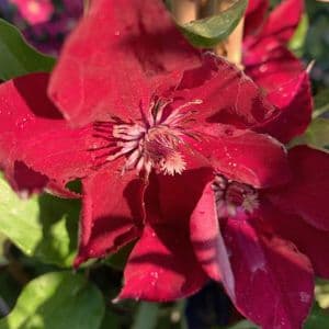 Clematis 'Nubia'  Boulevard series 2LD