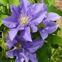 Clematis 'Olympia'  Boulevard series  2LD